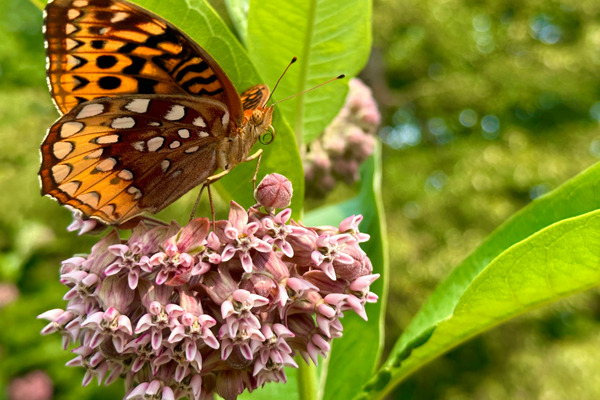 Close-up of a butterfly feeding on a milkweed flower in a pollinator garden.