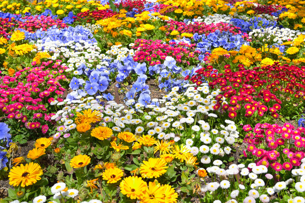 A vibrant garden filled with colorful flowers, perfect for attracting pollinators.