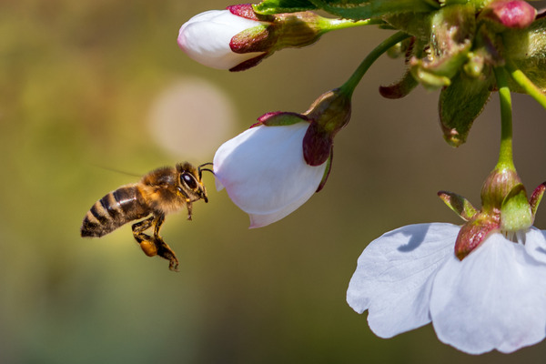 A honeybee approaching a white flower in search of nectar.