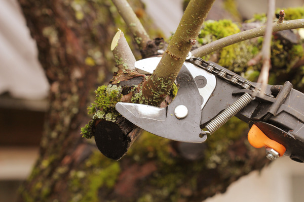 Close-up of tree pruning, helping maintain a healthy and attractive garden space.