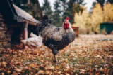 20 Best Backyard Chickens for Backyard Coops!