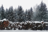 Are Christmas Trees Bad for the Environment?