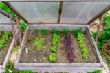 What to Grow in a Cold Frame