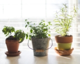 Herbs to Plant Together – Companion Planting