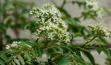 Benefits of Curry Leaves for Hair