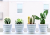 22 Popular Types of Succulents