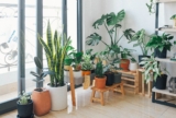 20 Good-Luck Plants – To Brighten Up Your Home