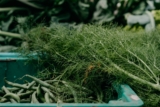 How to Grow and Care for Dill – The Ultimate Guide
