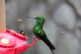 How to Attract Hummingbirds to Your Garden