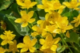How to Grow and Care for Buttercups – A Brief Guide