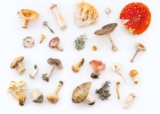 10 Amazing Mushroom Health Benefits for Men