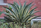How to Fix a Snake Plant’s Root Rot