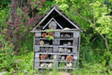 Creating a Pollinator Garden for Bees, Butterflies, and Birds